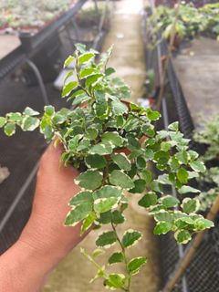 (Category: ) located in . Submitted by wildgardensg (Listing ID 1355812502, Image 1). Description: .