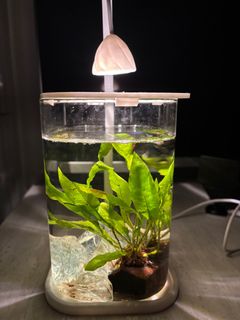 (Category: ) located in . Submitted by thereisabird (Listing ID 1357460471, Image 1). Description: .