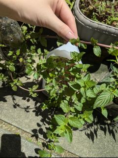 (Category: ) located in . Submitted by plantswap (Listing ID 1357733949, Image 1). Description: .
