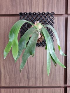(Category: ) located in . Submitted by kohenda (Listing ID 1296099948, Image 1). Description: .