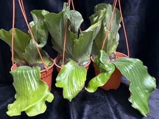 Aroids and Foliage Collection item 1