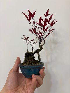 （分類：）位於 。 由 sweet2323 提交（商品編號 1357910734，圖片 1）。簡介： 。