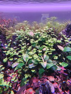 (Category: ) located in . Submitted by kiptip (Listing ID 1357836507, Image 1). Description: .