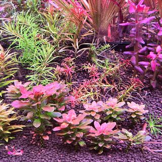 (Category: ) located in . Submitted by mj23kelvin (Listing ID 1207328083, Image 1). Description: .
