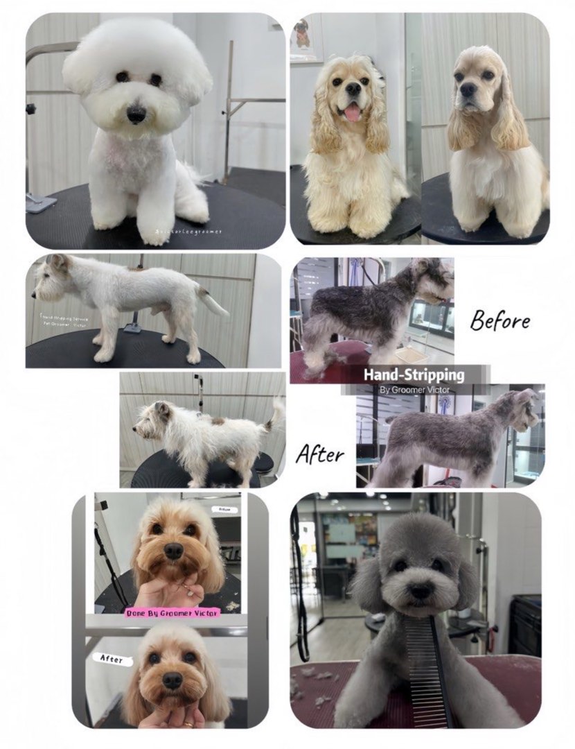 (Category: ) located in . Submitted by petgroomer.victor (Listing ID 1318591661, Image 1). Description: .