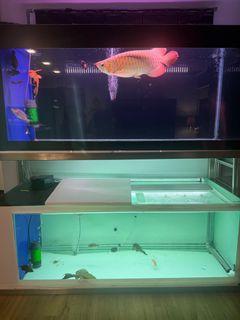 (Category: ) located in . Submitted by afai17 (Listing ID 1358131948, Image 1). Description: .