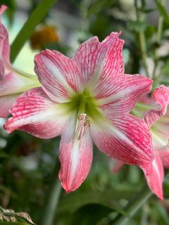 (Category: ) located in . Submitted by plantsman (Listing ID 1358094558, Image 1). Description: .