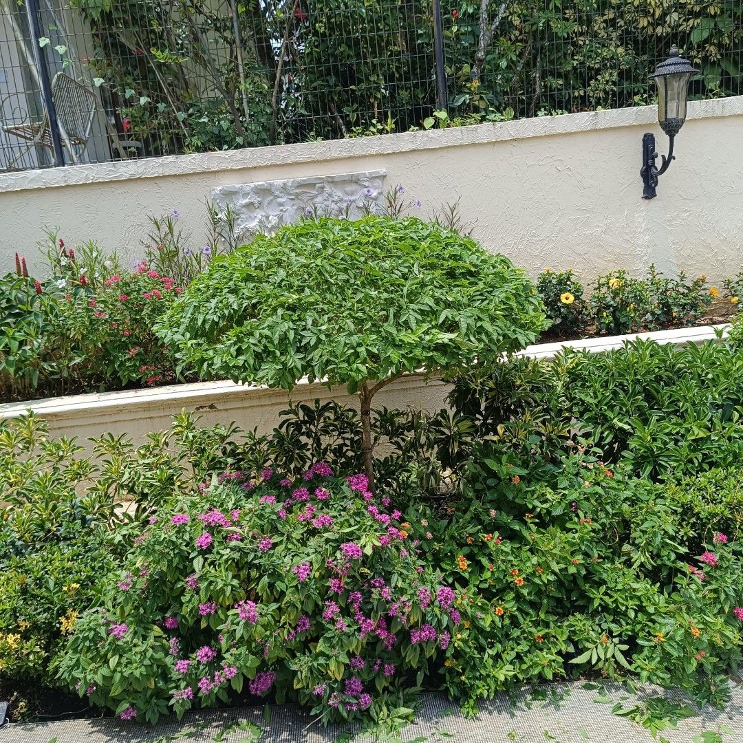 Gardening professional WP 9688132964884979872131113