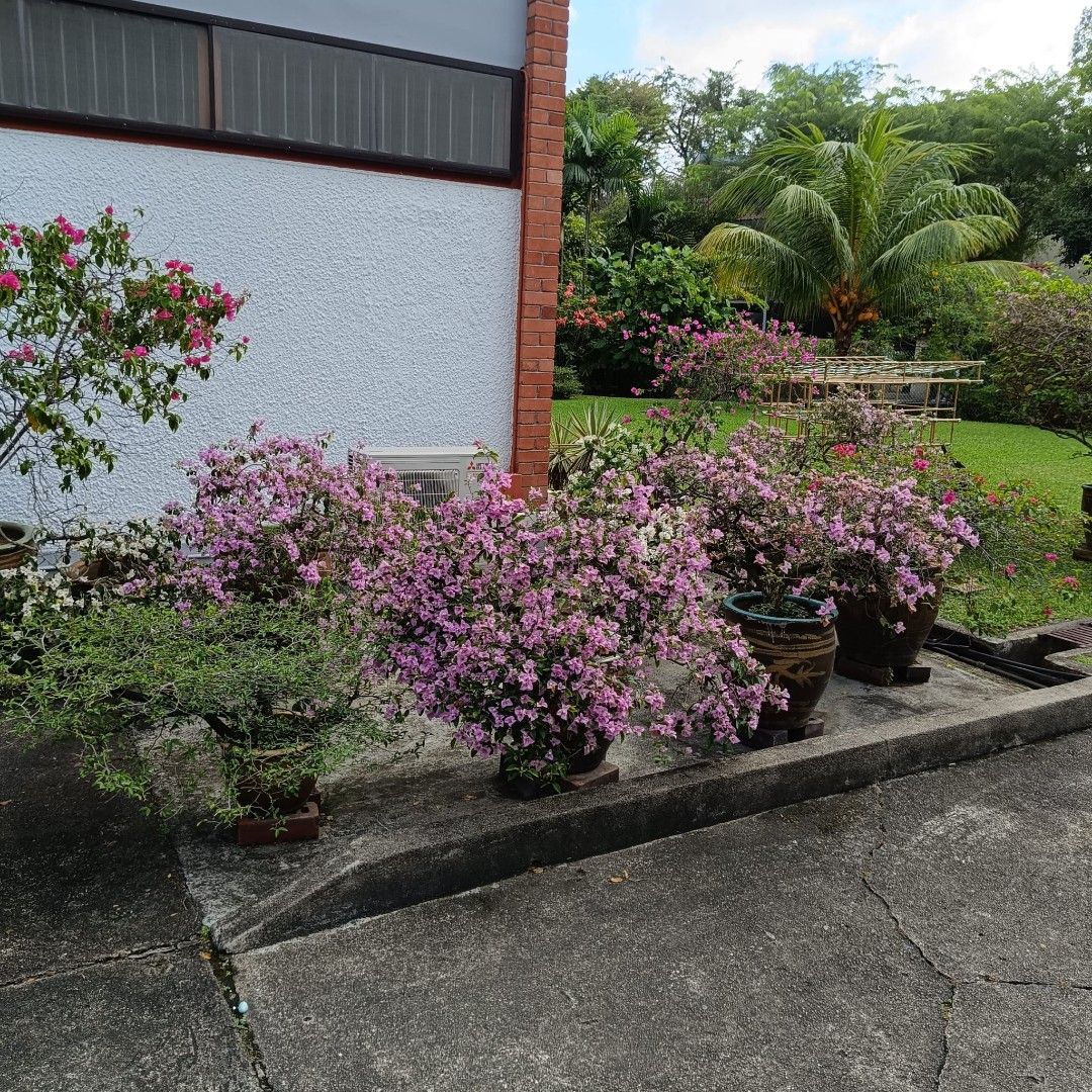 Gardening professional WP 9688132964884979872131114