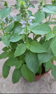 (Category: ) located in . Submitted by urban.cultivar (Listing ID 1358080059, Image 1). Description: .