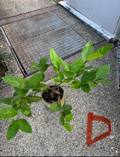 (Category: ) located in . Submitted by active_gardening (Listing ID 1347852807, Image 1). Description: .