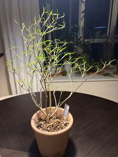（分類：）位於 。 由 miss_bbccdd 提交（商品編號 1355258073，圖片 1）。簡介： 。