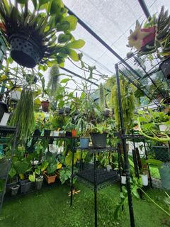 (Category: ) located in . Submitted by babapottersingapore (Listing ID 1358216532, Image 1). Description: .