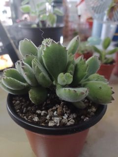 (Category: ) located in . Submitted by arcadelgarden (Listing ID 1358207373, Image 1). Description: .