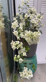 （分類：）位於 。 由 liaowanlon54781 提交（商品編號 1358359505，圖片 1）。簡介： 。