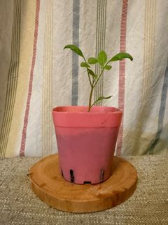 （分類：）位於 。 由 mandyfuhm 提交（商品編號 1358486125，圖片 1）。簡介： 。