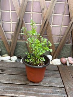 （分類：）位於 。 由 organic_zz 提交（商品編號 1358389876，圖片 1）。簡介： 。