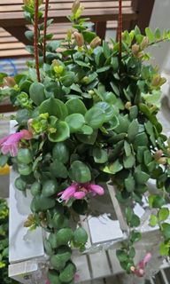(Category: ) located in . Submitted by urban.cultivar (Listing ID 1358462334, Image 1). Description: .