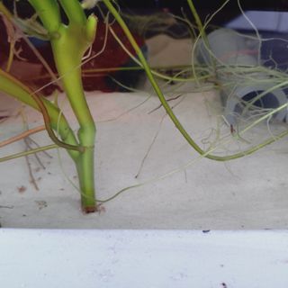 (Category: ) located in . Submitted by plantitrighthere (Listing ID 1358405268, Image 1). Description: .