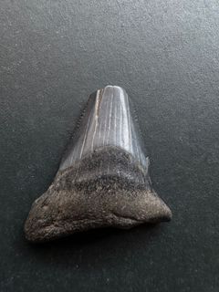 （分類：）位於 。 由 acrocanthosaur 提交（商品編號 1358591105，圖片 1）。簡介： 。