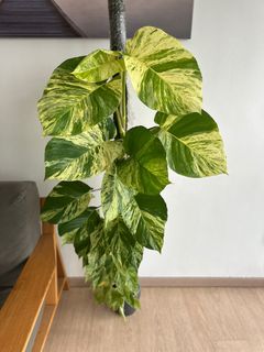 (Category: ) located in . Submitted by hdb_gardener (Listing ID 1358540330, Image 1). Description: .