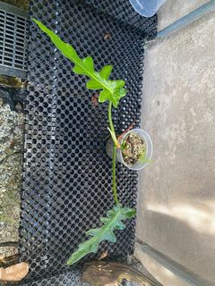 (Category: ) located in . Submitted by plantyourleafahead (Listing ID 1358627321, Image 1). Description: .