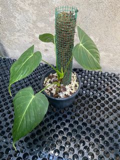 (Category: ) located in . Submitted by plantyourleafahead (Listing ID 1358626724, Image 1). Description: .