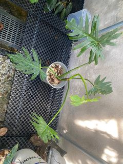 (Category: ) located in . Submitted by plantyourleafahead (Listing ID 1358628628, Image 1). Description: .