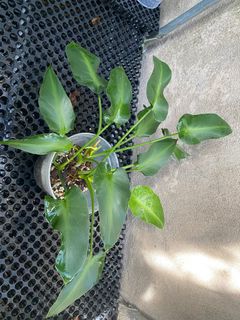 (Category: ) located in . Submitted by plantyourleafahead (Listing ID 1358632643, Image 1). Description: .