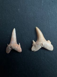 （分類：）位於 。 由 acrocanthosaur 提交（商品編號 1358595759，圖片 1）。簡介： 。