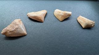 （分類：）位於 。 由 acrocanthosaur 提交（商品編號 1358548847，圖片 1）。簡介： 。