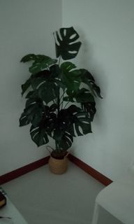 (Category: ) located in . Submitted by mugiwarafiri (Listing ID 1358917299, Image 1). Description: .