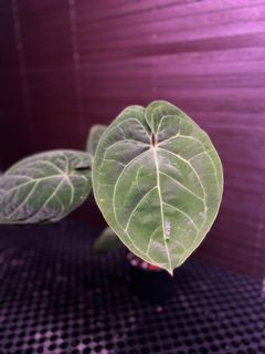 (Category: ) located in . Submitted by arfplants (Listing ID 1355064303, Image 1). Description: .