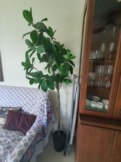 (Category: ) located in . Submitted by p2252 (Listing ID 1358978514, Image 1). Description: .