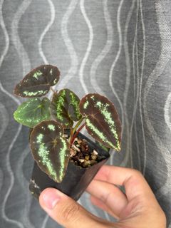 (Category: ) located in . Submitted by orchids_galore (Listing ID 1355855611, Image 1). Description: .