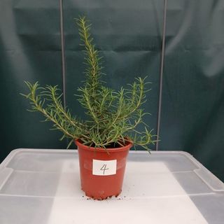 （分類：）位於 。 由 green_farm 提交（商品編號 1355916703，圖片 1）。簡介： 。