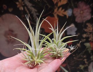 （分類：）位於 。 由 vicvicwan 提交（商品編號 1359243185，圖片 1）。簡介： 。