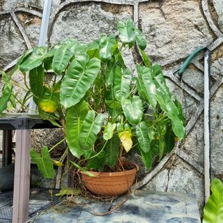 (Category: ) located in . Submitted by plantupsg (Listing ID 1355859657, Image 1). Description: .