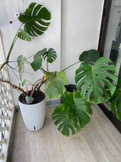（分類：）位於 。 由 lapetitepetite 提交（商品編號 1355882929，圖片 1）。簡介： 。