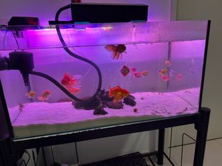 (Category: ) located in . Submitted by esther.hono (Listing ID 1359410823, Image 1). Description: .