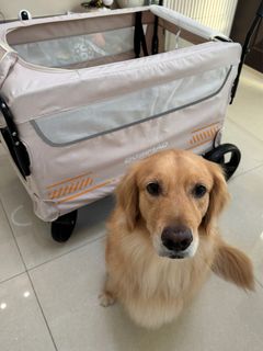 由 nilucas (刊登 ID 1359365762，圖片 1) 提交，位於 的 (類別：)，說明：。