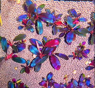(Category: ) located in . Submitted by zenaquatics (Listing ID 1359434237, Image 1). Description: .