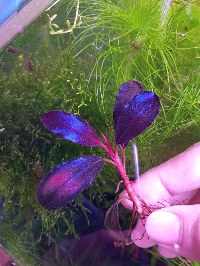 Bucephalandra sp. King Devil (Rare), Furniture & Home Living