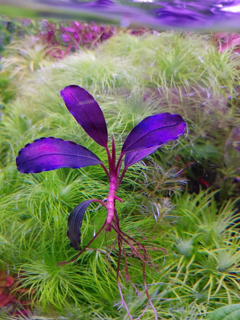 Bucephalandra sp. King Devil (Rare), Furniture & Home Living