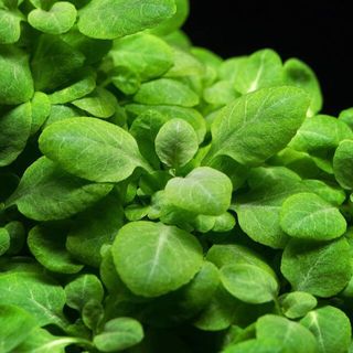(Category: ) located in . Submitted by zenaquatics (Listing ID 1359416542, Image 1). Description: .