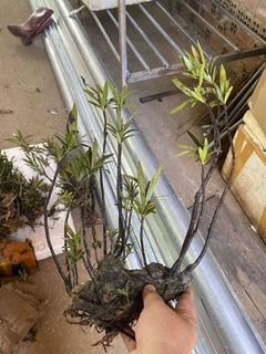 (Category: ) located in . Submitted by zenaquatics (Listing ID 1359372945, Image 1). Description: .