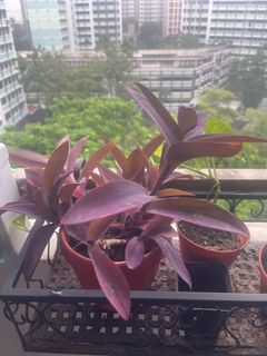 (Category: ) located in . Submitted by allex.peng (Listing ID 1359350402, Image 1). Description: .
