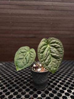 (Category: ) located in . Submitted by arfplants (Listing ID 1359530627, Image 1). Description: .