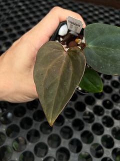(Category: ) located in . Submitted by arfplants (Listing ID 1359531470, Image 1). Description: .