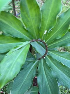 (Category: ) located in . Submitted by roseandplants (Listing ID 1359597807, Image 1). Description: .